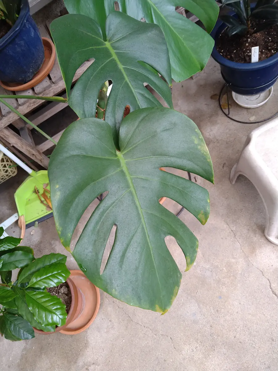 初めてご質問させていただきます、観葉植物のモンステラを昨年 初めてご質問させていただきます、観葉植物のモンステラを昨年