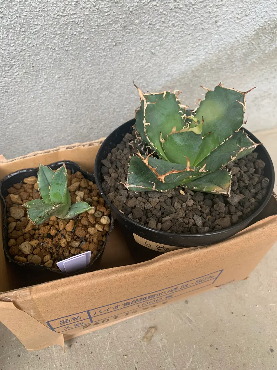 植物名 アガベ チタノタ 白鯨 ダブルヘッド 観葉植物 アガベ