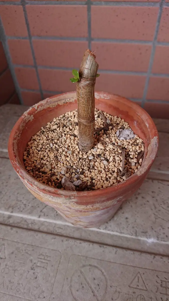 多肉植物金のなる木 カネノナルキ 挿し木苗 お金のなる木 花月 成金草 5号鉢サイズ 鉢植え 薫る花 庭木