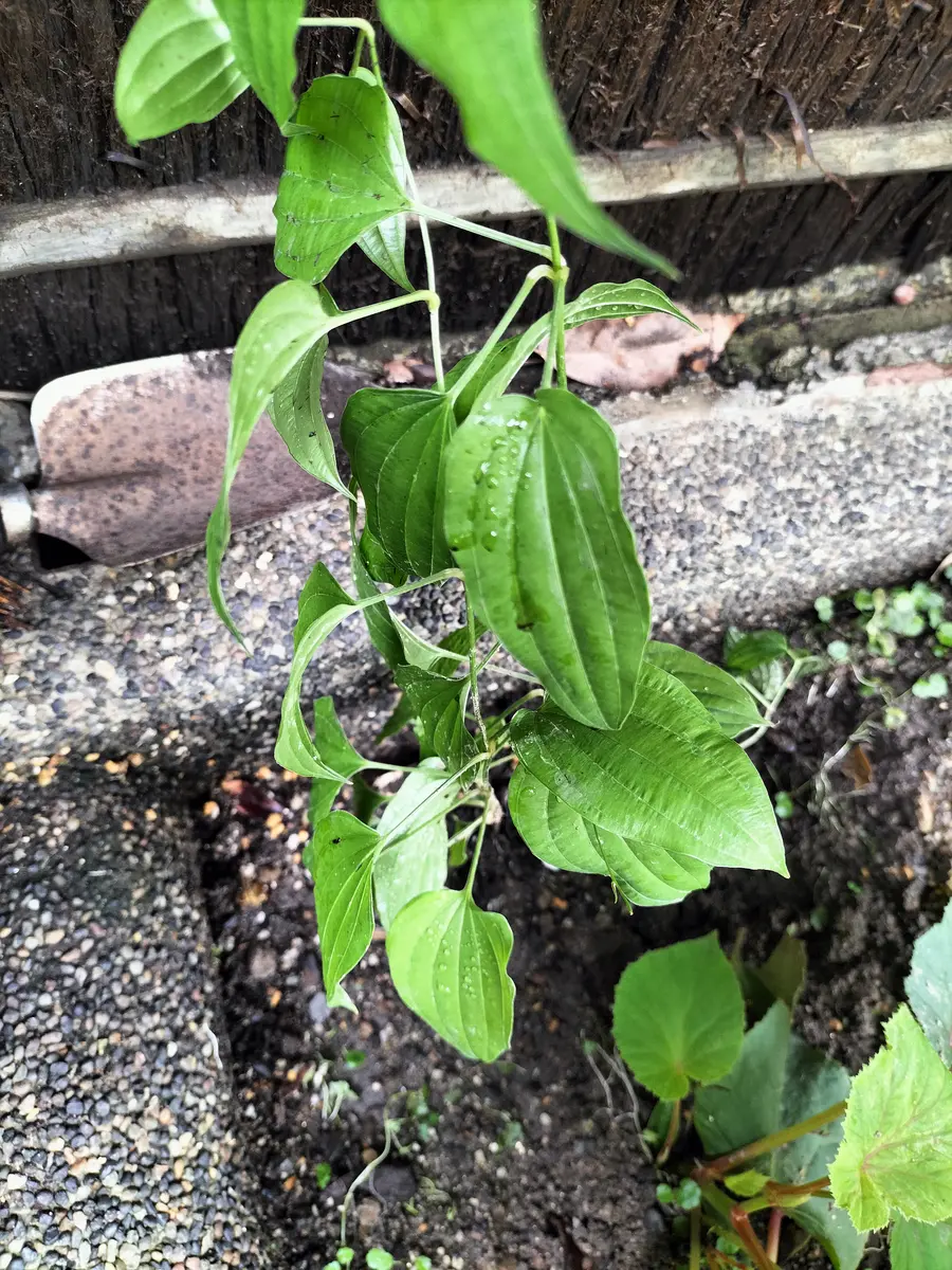 これはなんという植物ですか？細い茎に5センチくらいの葉っぱ｜園芸
