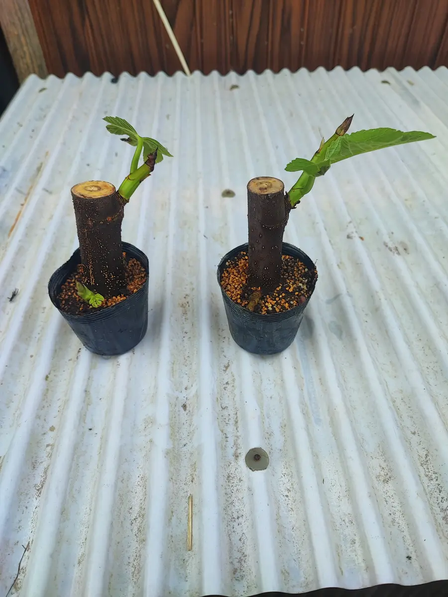 挿し木苗 クレマチス 挿し木苗 レア - メルカリ