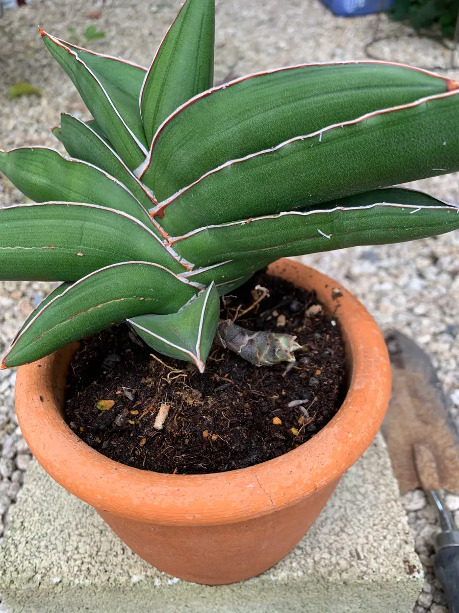 教えて下さい サンセベリアに新芽のようなものが出てたので植｜園芸