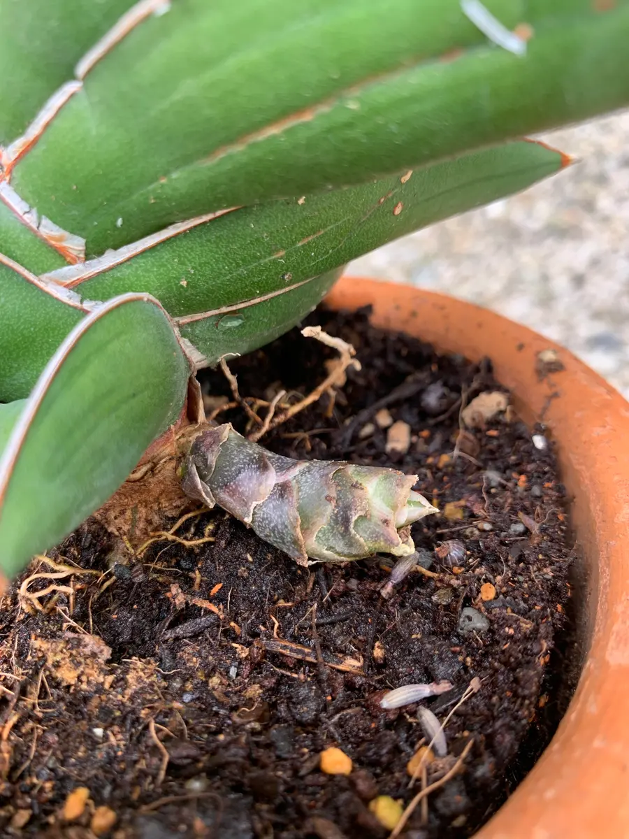 教えて下さい サンセベリアに新芽のようなものが出てたので植｜園芸