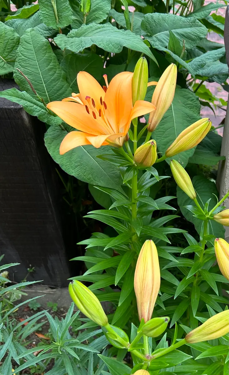 この百合は、なんという名前ですか。花は手のひらをひろげたく