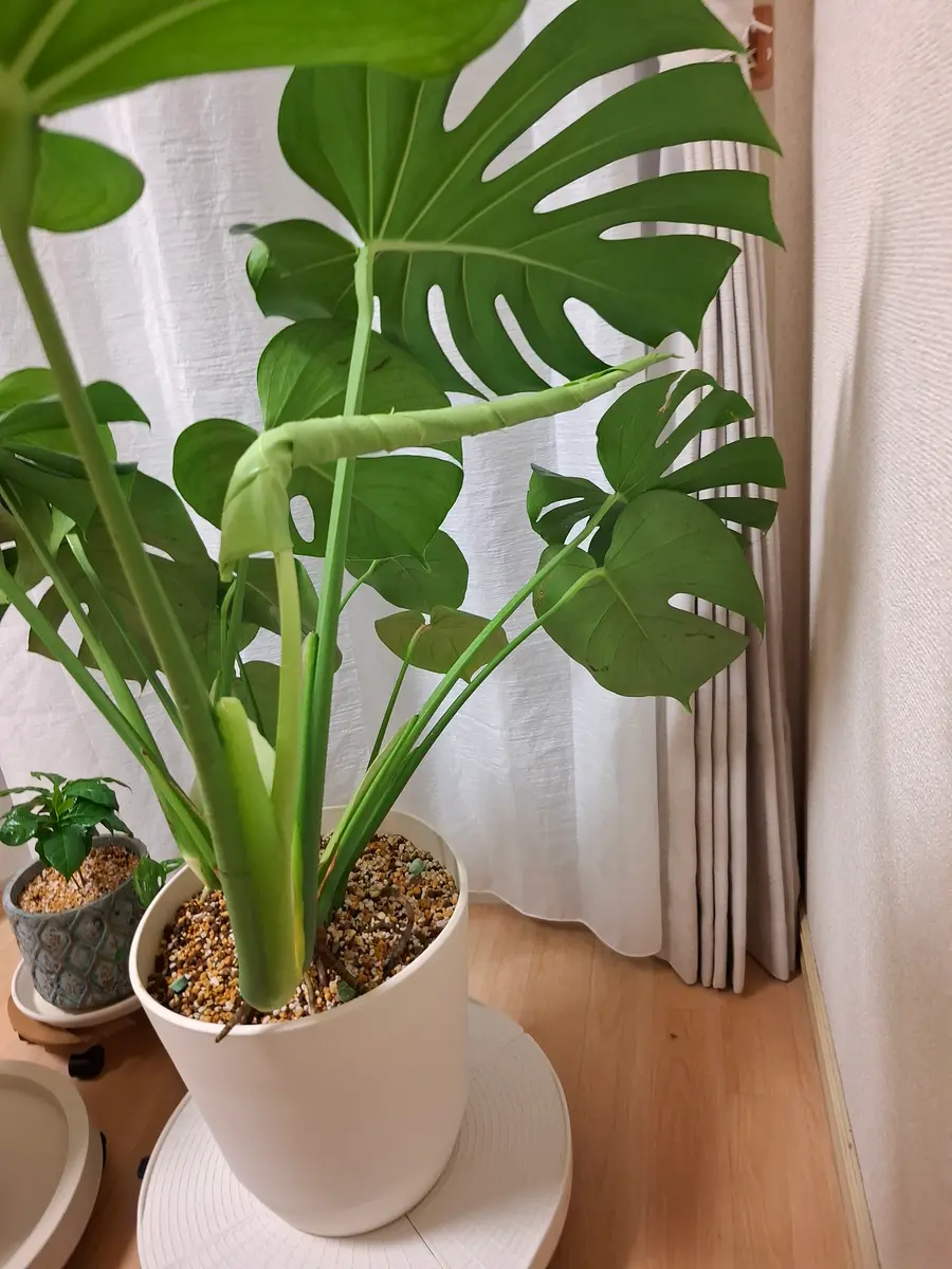 モンステラの新芽が見たことない角度に曲がってしまっています