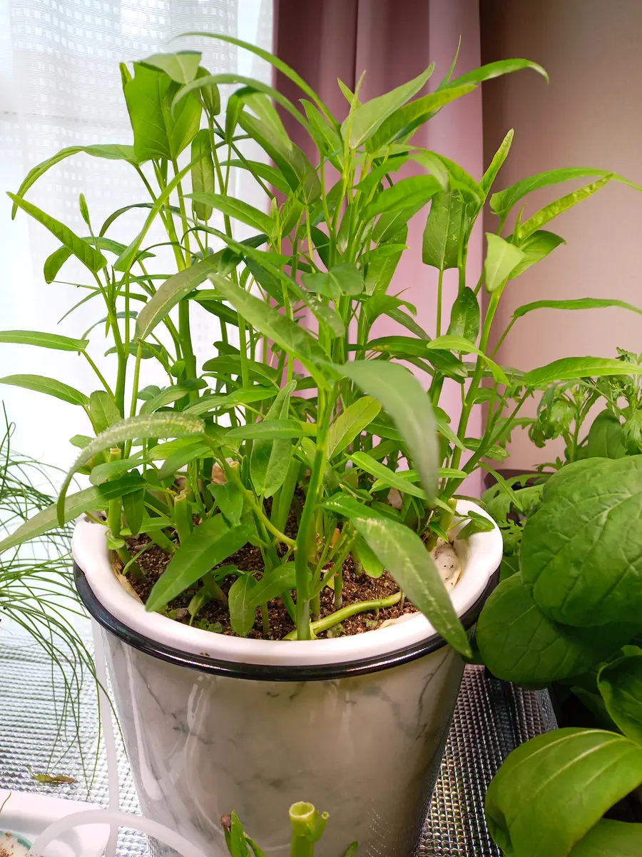 空 芯 菜 の 育て 方