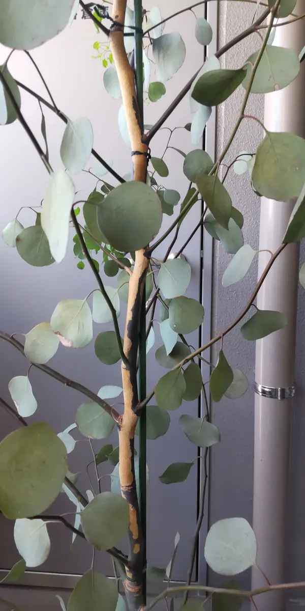 ユーカリポポラスについて教えてください!新しい枝葉が上半分...｜園芸 