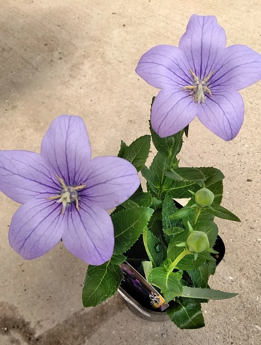 桔梗について教えてください。昨年の9月にホームセンターで