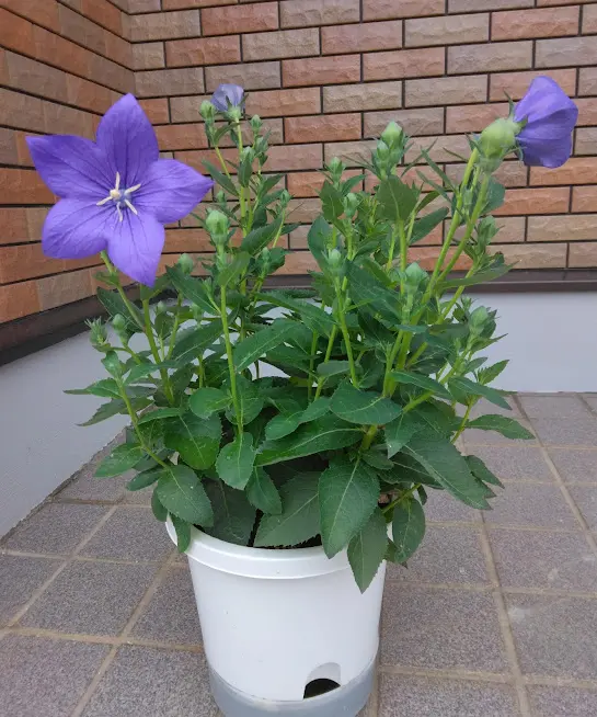 桔梗について教えてください。昨年の9月にホームセンターで