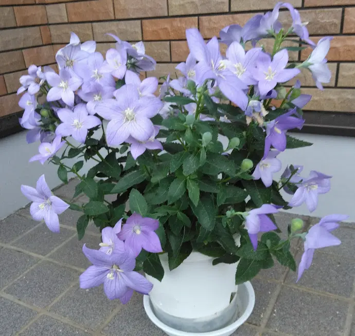 桔梗について教えてください。昨年の9月にホームセンターで