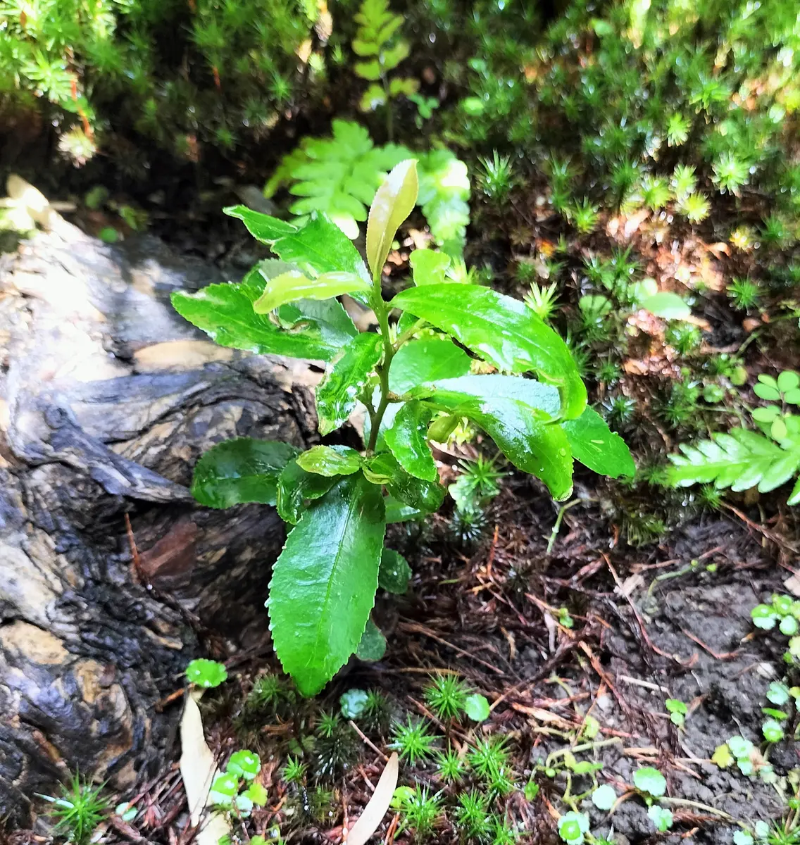 葉っぱ 庭にいつの間にか生えていました。今、高さは20センチほどで葉