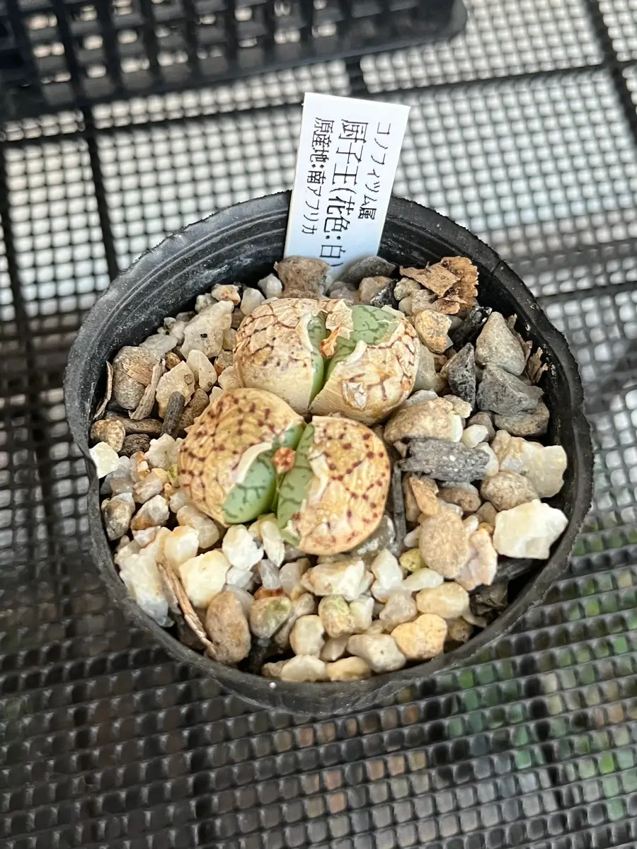 コノフィツム ウィッテベルゲンセ 人気種の群生 株 多肉植物