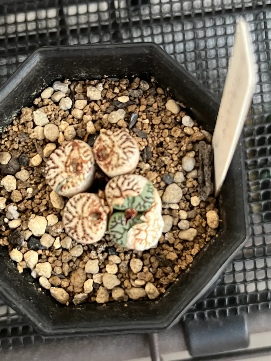 コノフィツム ウィッテベルゲンセ 人気種の群生 株 多肉植物