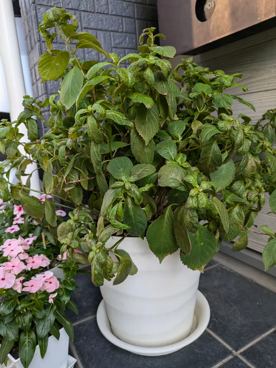アジサイ の 植え 替え 時期