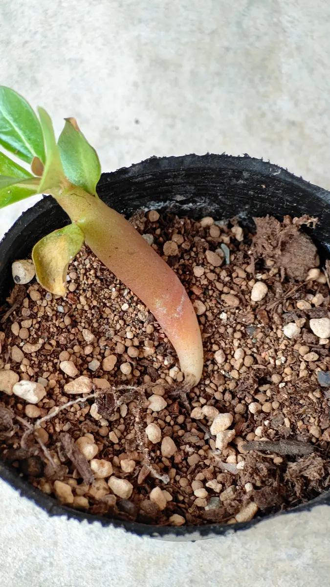 実生苗のアデニウムの根腐れへの対処について、教えてください