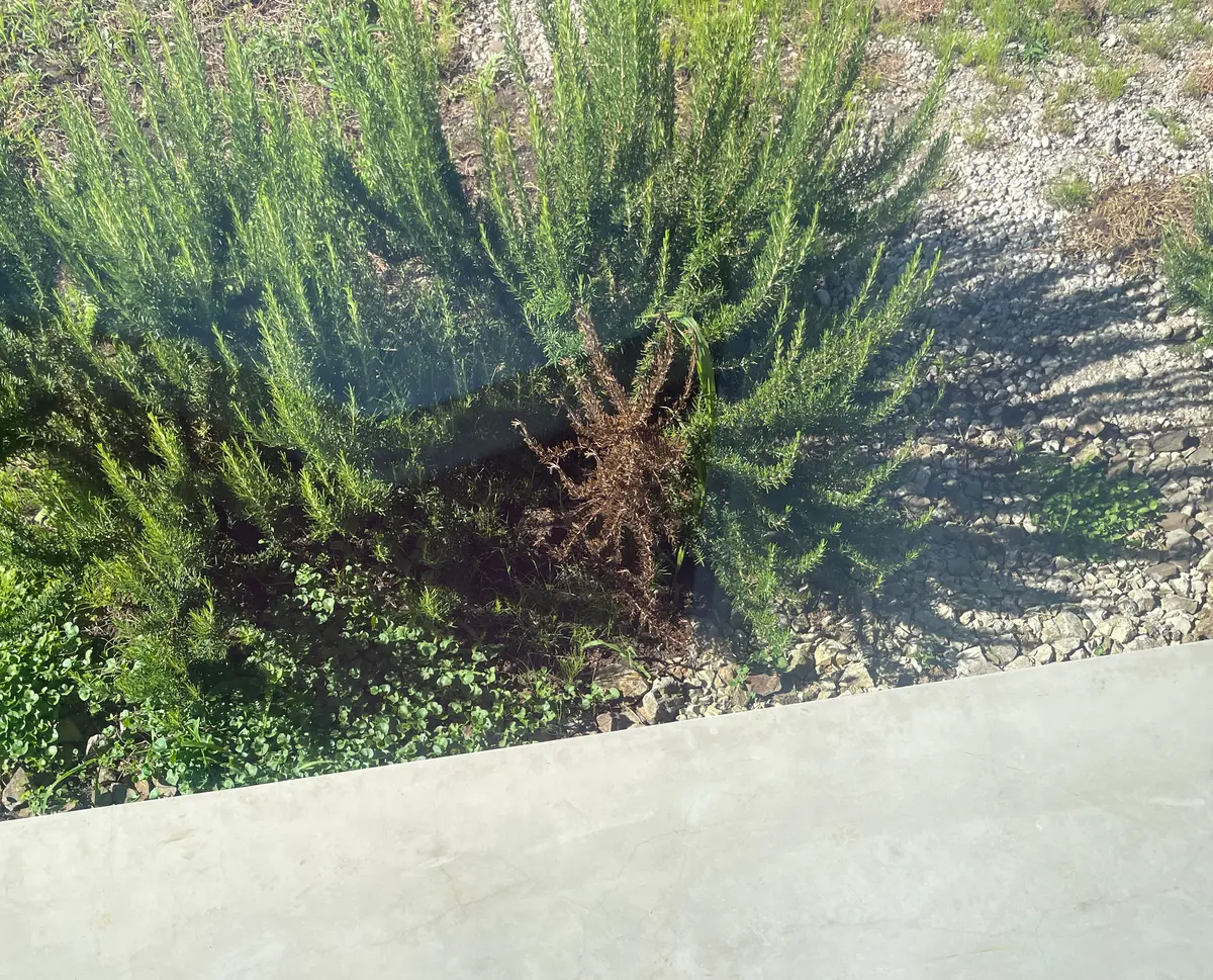 地植えしているローズマリーは、日当たりも、風通しもよく、ほ 