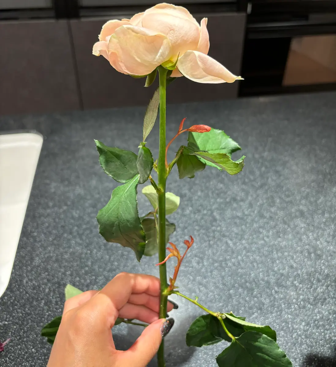 いつも大変お世話になっています！バラの挿し芽について質問で