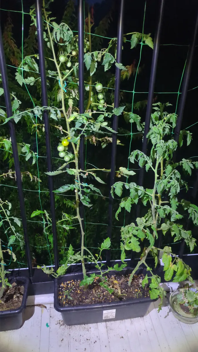 その1☆ブラキキトン☆ 2.5m位☆ 【公式通販】