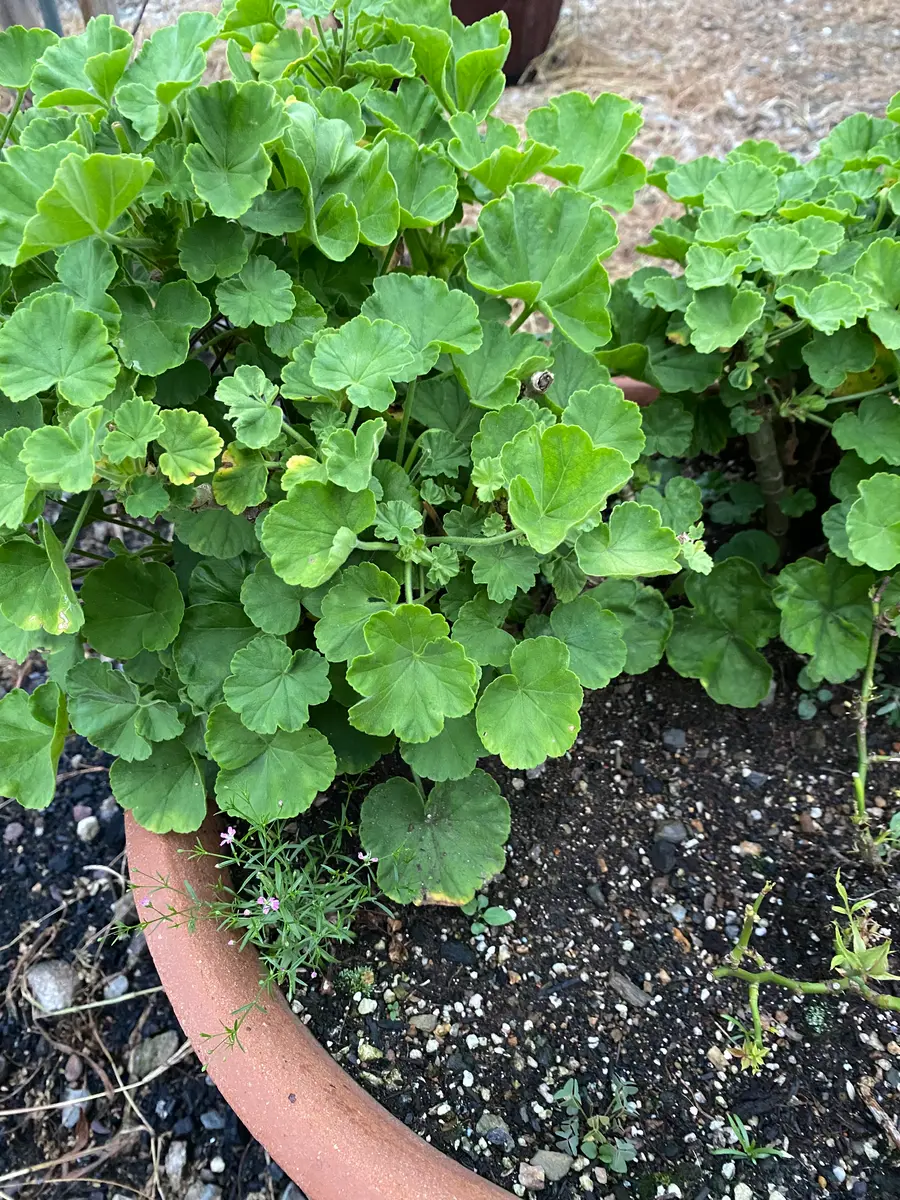 【スーパーセール】 最初はのびのびとしていた姿のゼラニウムの葉がだんだん小さく その他多肉植物