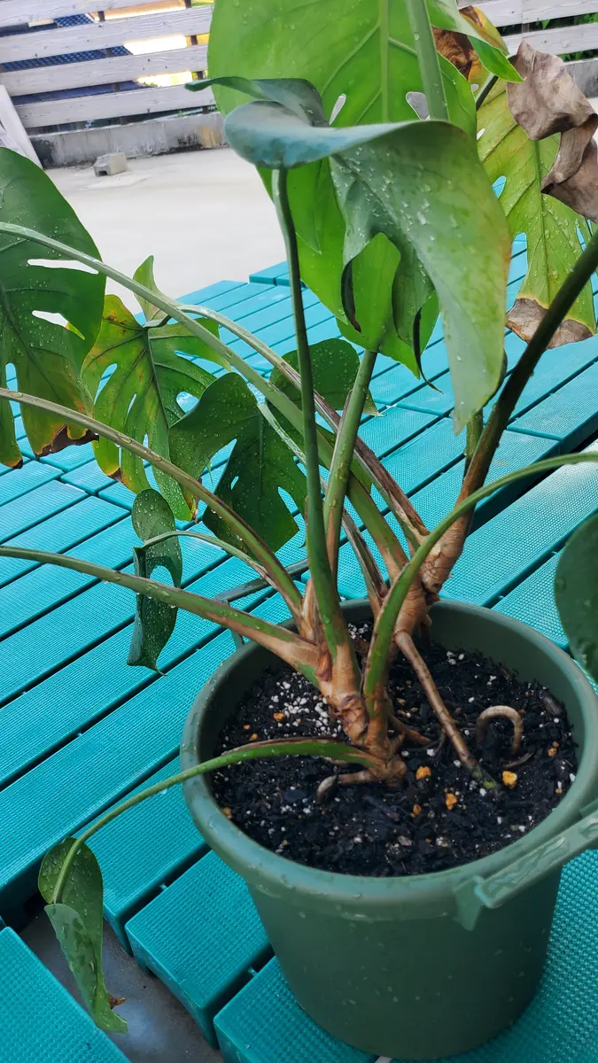 モンステラです。これは根腐れしてますか？見ただけでは分か｜園芸