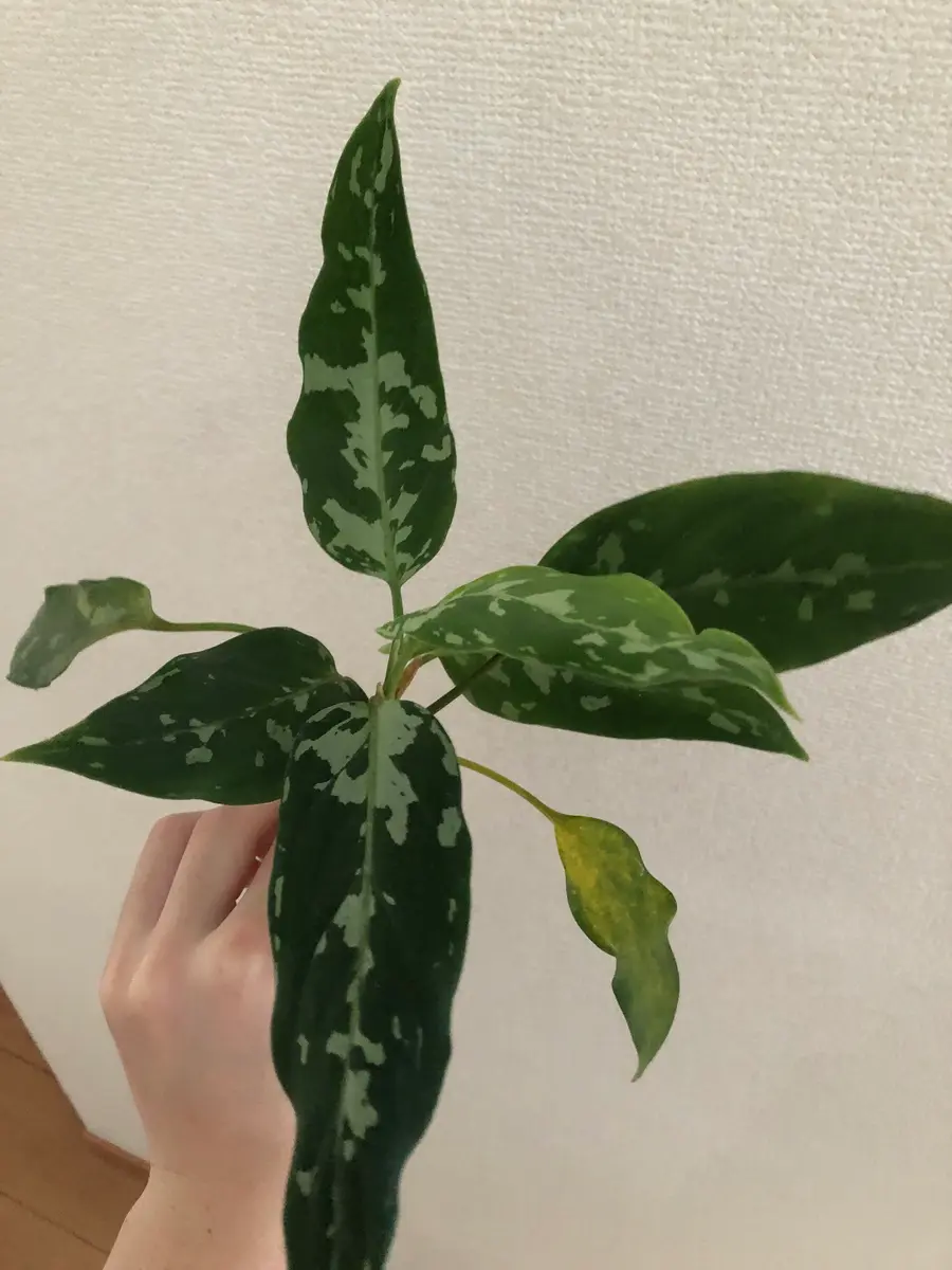 アグラオネマの実生を購入したのですが、品種が分かりません