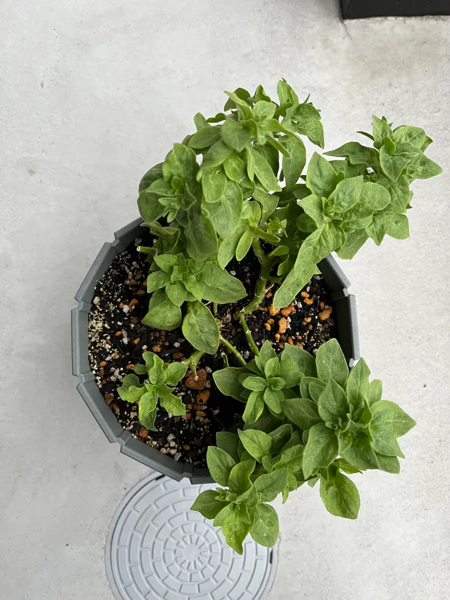 購入時から、濃淡のある葉だったペチュニア前回質問後、様子を