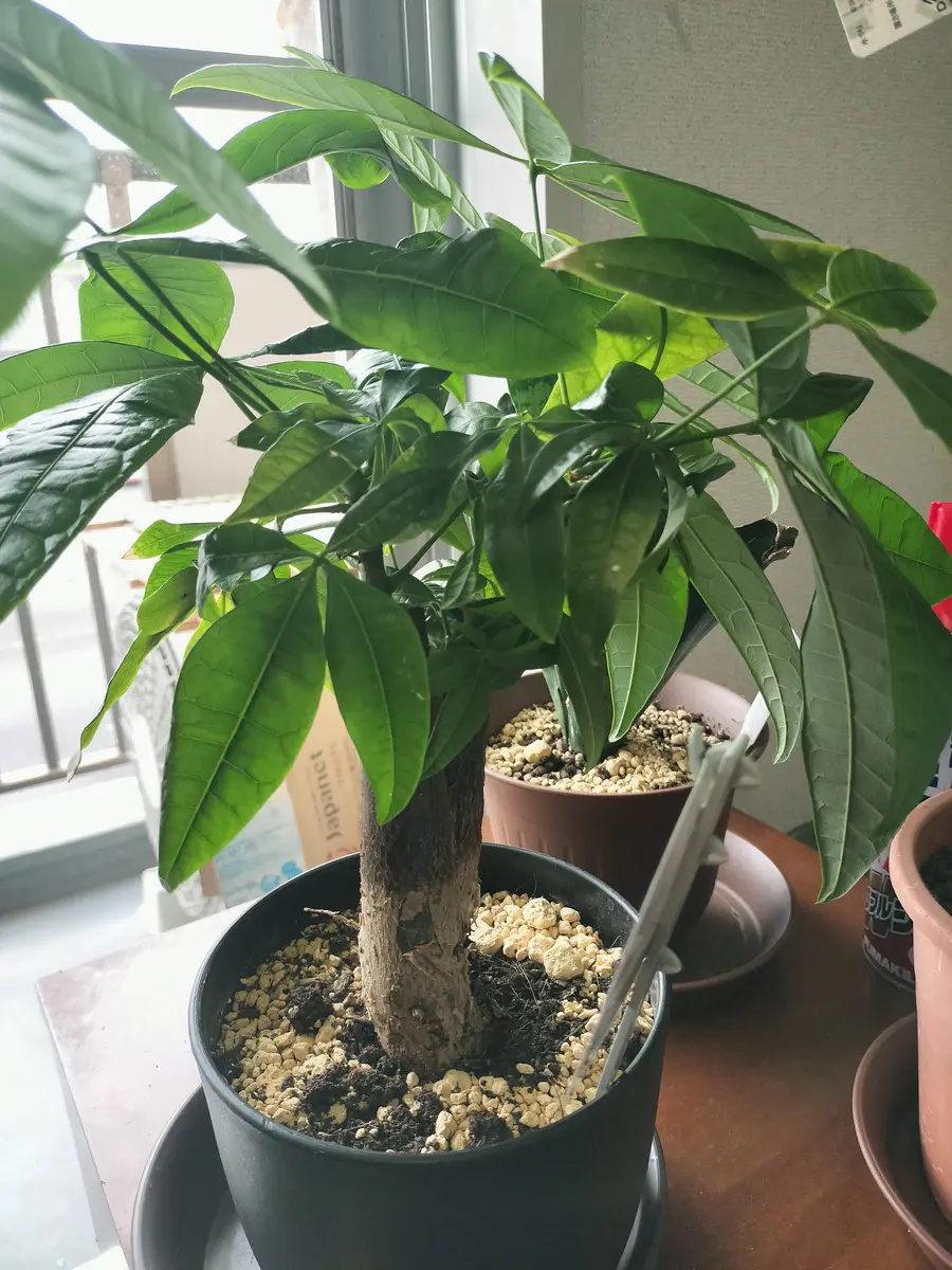 バキラの剪定について、小さい茎や葉っぱが密集している所を剪 