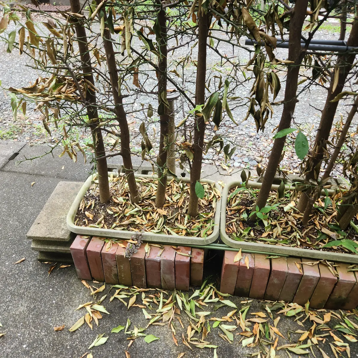 キンカン 植木の人気商品・通販・価格比較 - 価格.com