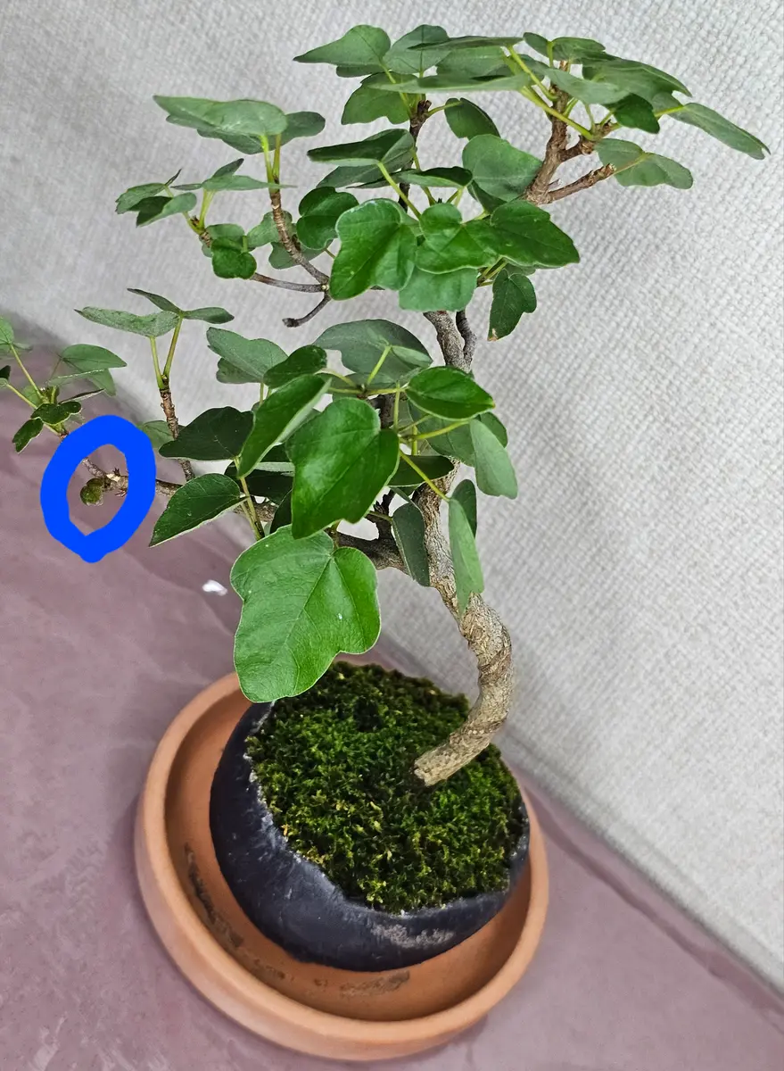 ◆極上！楓！盆栽◆ ◇楓！極上盆栽！◇
