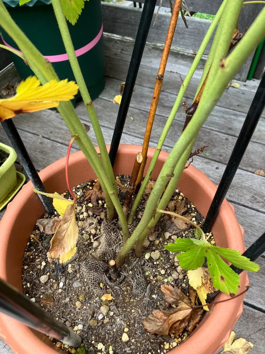 ラズベリー 苗トゥラミーン 20cm〜くらい