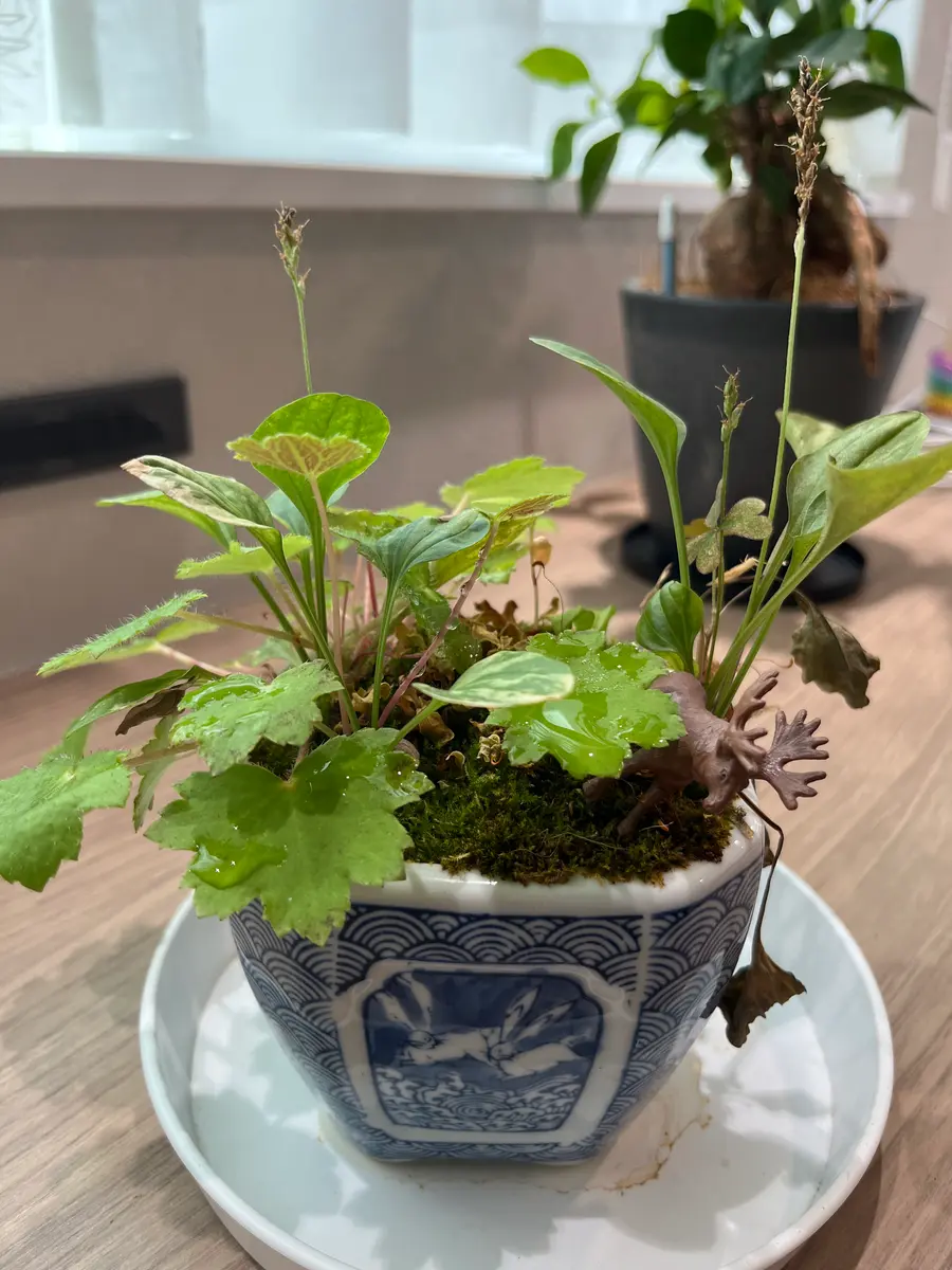 夫が寄せ植えを購入してきてくれたのですが、この植物の名前が 夫が寄せ植えを購入してきてくれたのですが、この植物の名前が