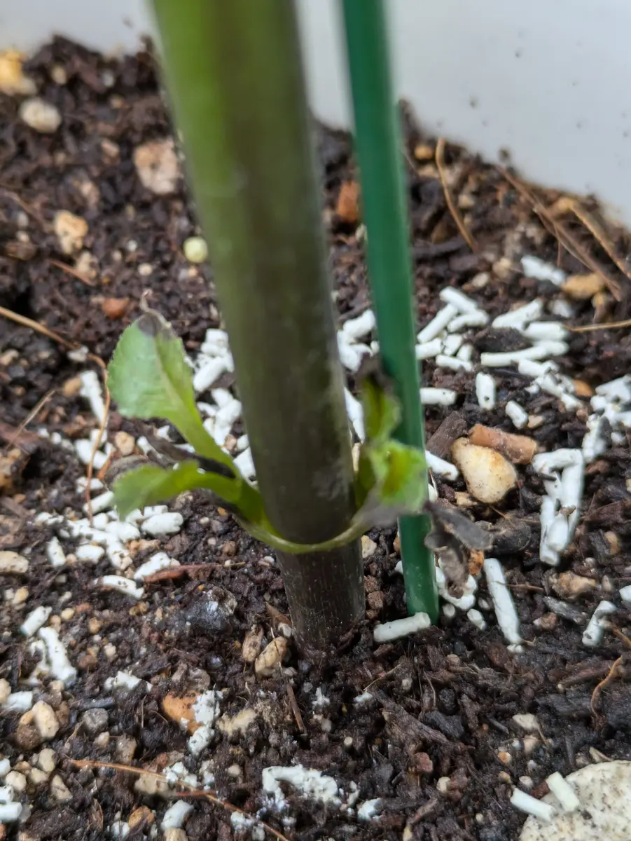 園芸初心者です。3月末にダリア中輪咲きを球根から植え育てて 園芸初心者です。3月末にダリア中輪咲きを球根から植え育てて
