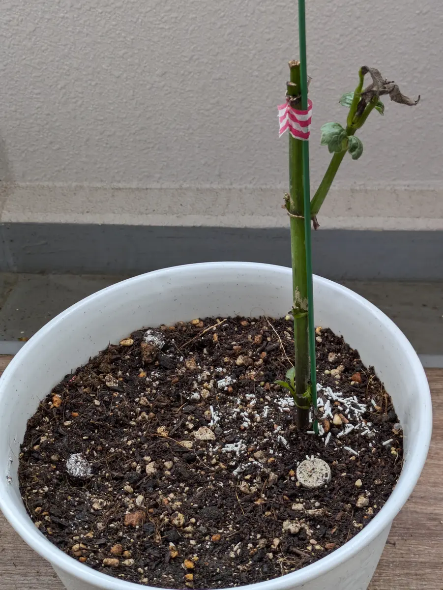 園芸初心者です。3月末にダリア中輪咲きを球根から植え育てて 園芸初心者です。3月末にダリア中輪咲きを球根から植え育てて