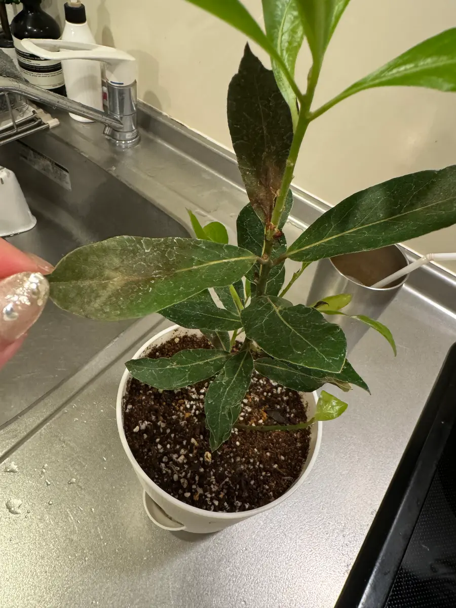 月桂樹 育て 方