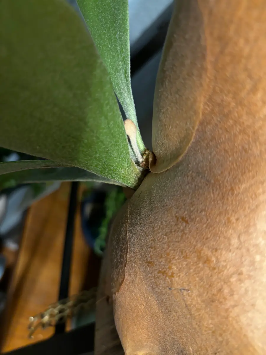 ビカクシダの成長点が茶色になってしまいました。この状態にな