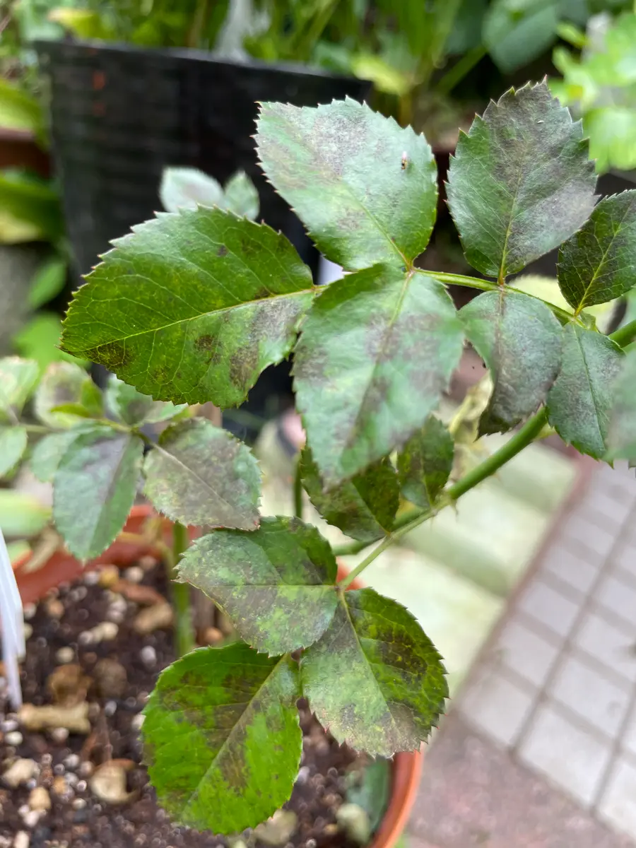 黒真珠薔薇挿し木様の枝 黒真珠（バラ図鑑）