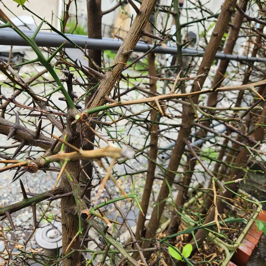 水切れ中のきんかんについて枯れた葉や枝？茎？は切って毎日...｜園芸 