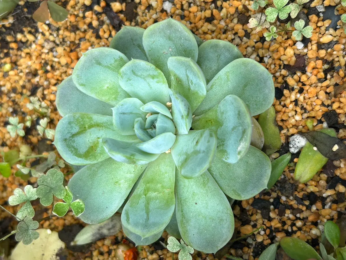 青緑色の多肉植物*9 青緑色の多肉植物*9