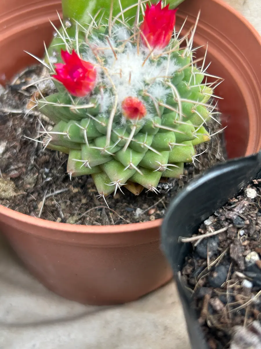 サボテンの名前を教えてください。先程投稿した理由と同じで｜園芸