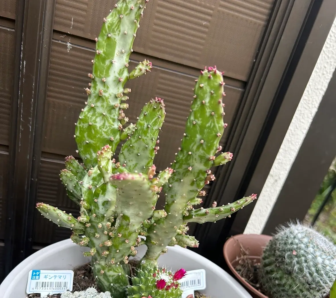 サボテンの名前を教えてください。先程投稿した理由と同じで｜園芸