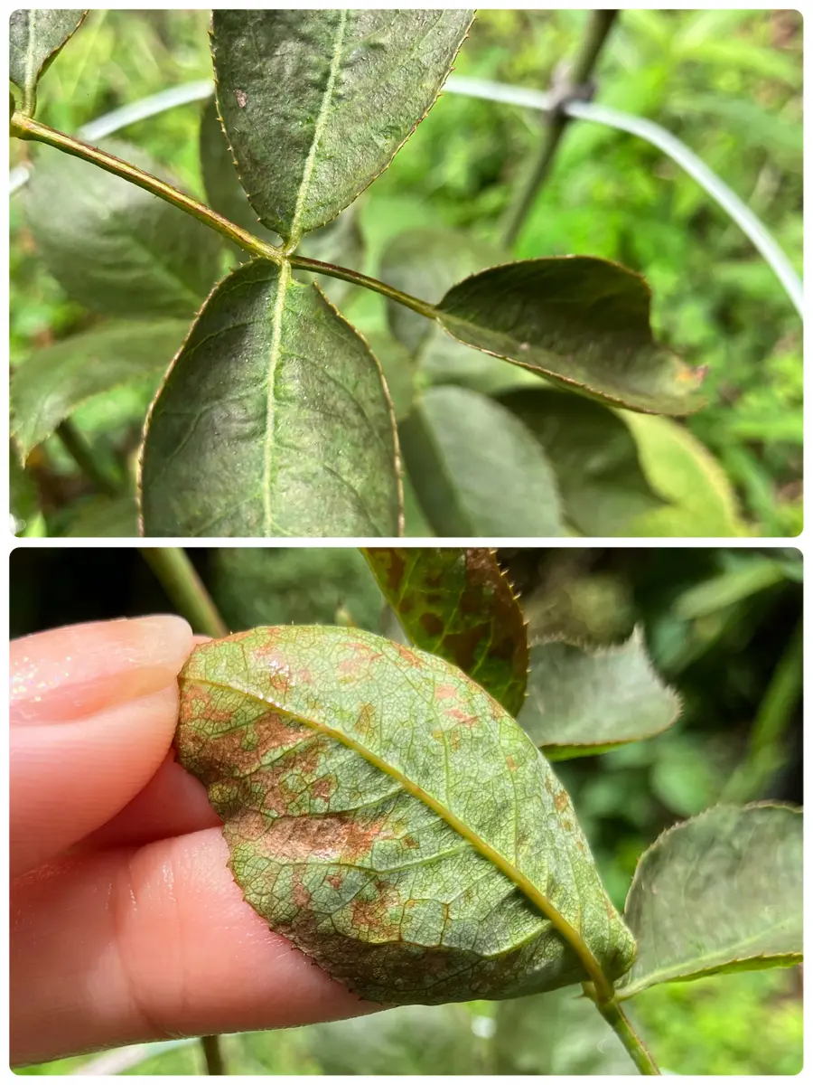 バラ初心者です。庭でバラの挿し木を鉢植えしてます。日当たり バラ初心者です。庭でバラの挿し木を鉢植えしてます。日当たり