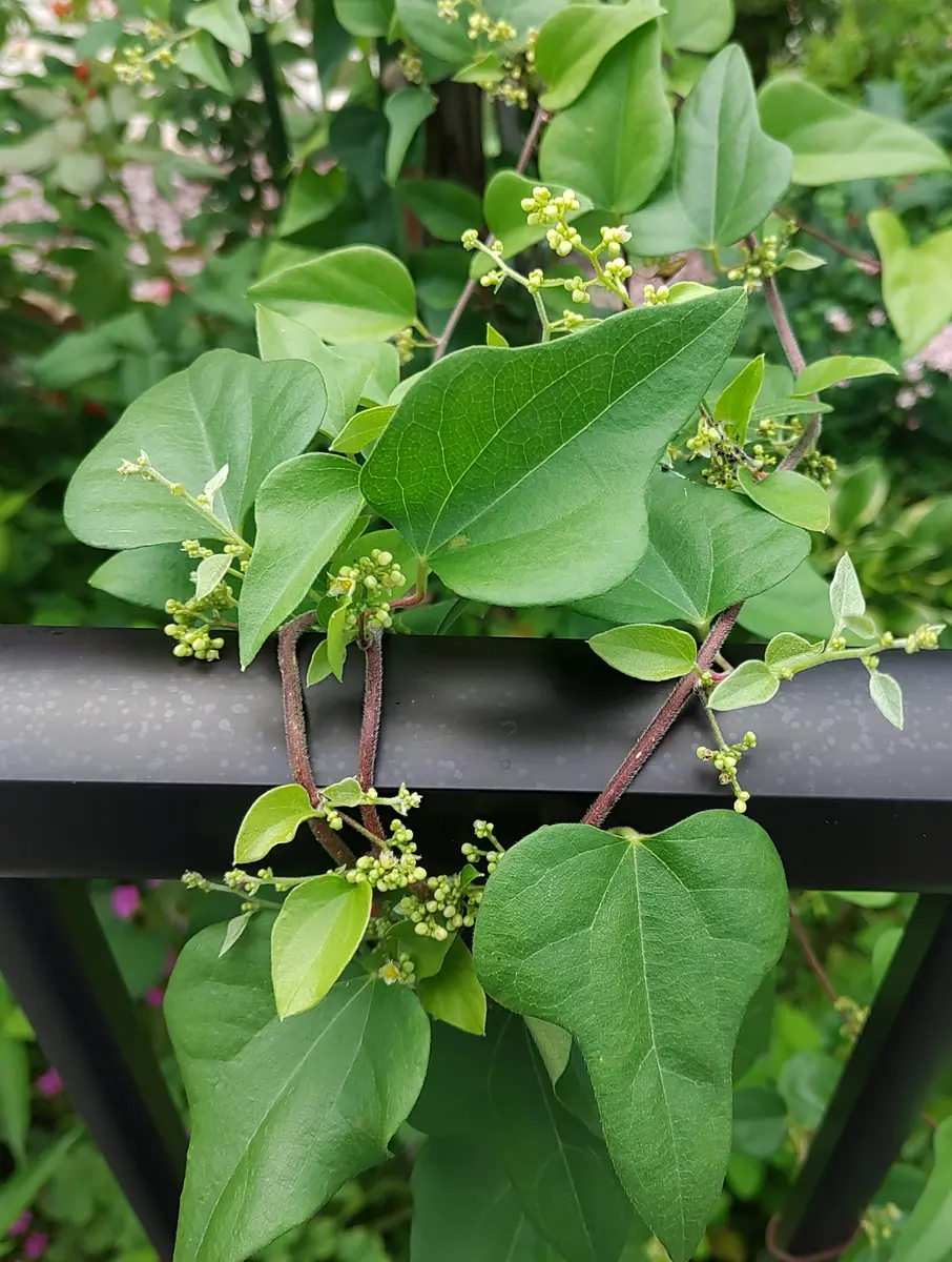 雑草 つる 名前