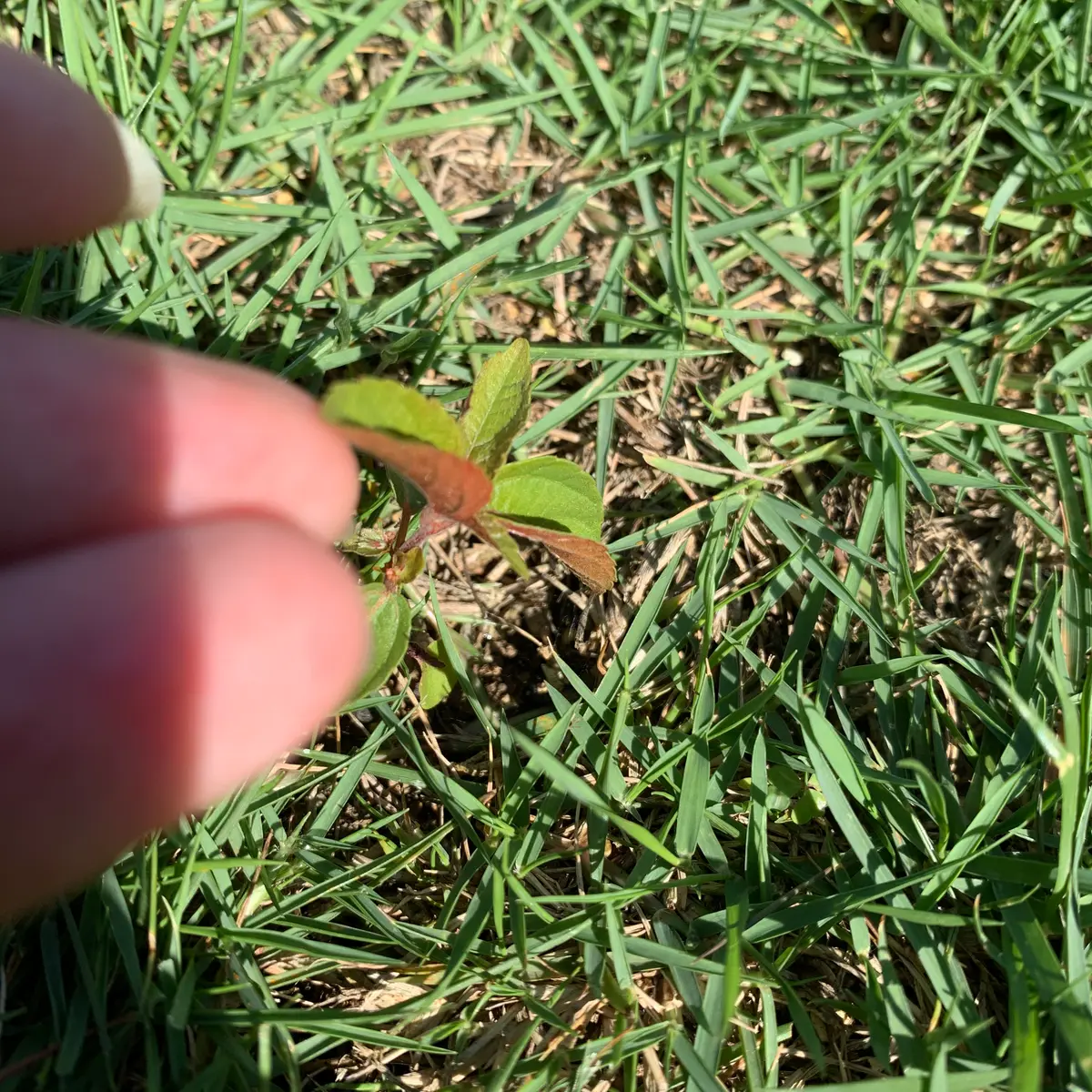 芝生から普段生えてくる雑草とは少し違うものが生えてきました