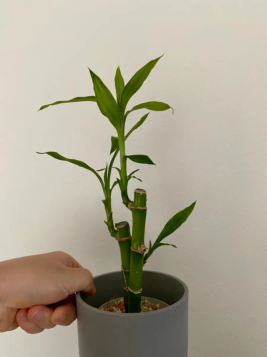 根竹の五重切り10 【公式通販】