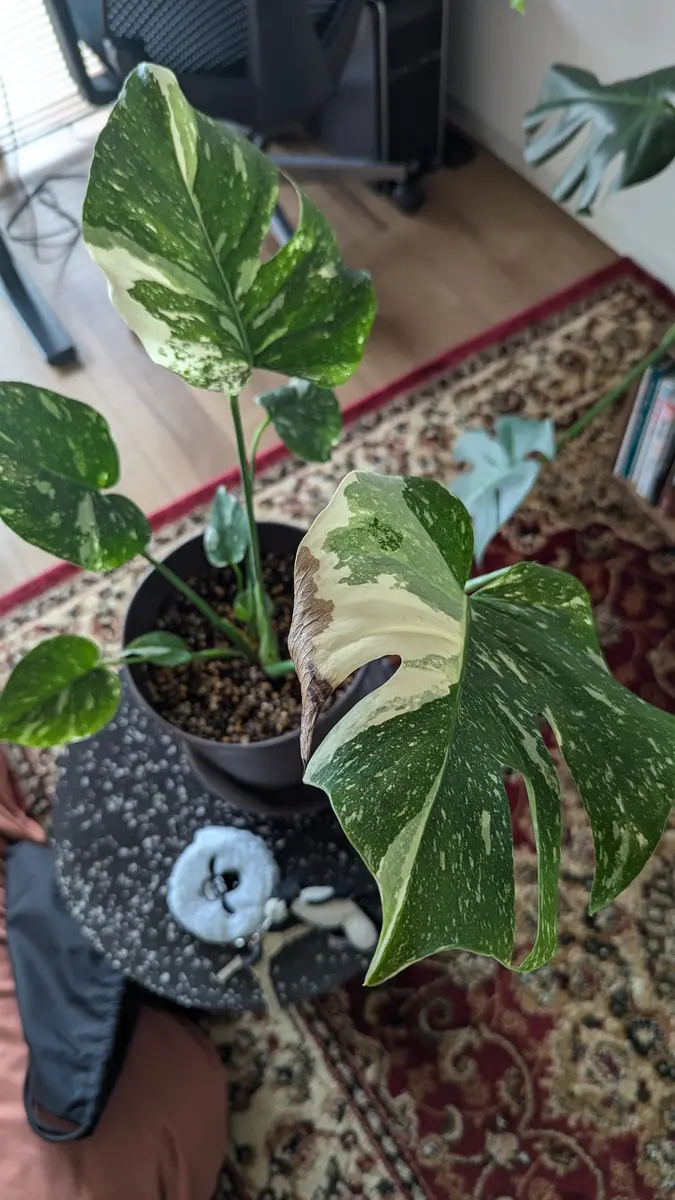 10日ほど前に購入し植え替えを行ったモンステラタイコンステレ 10日ほど前に購入し植え替えを行ったモンステラタイコンステレ