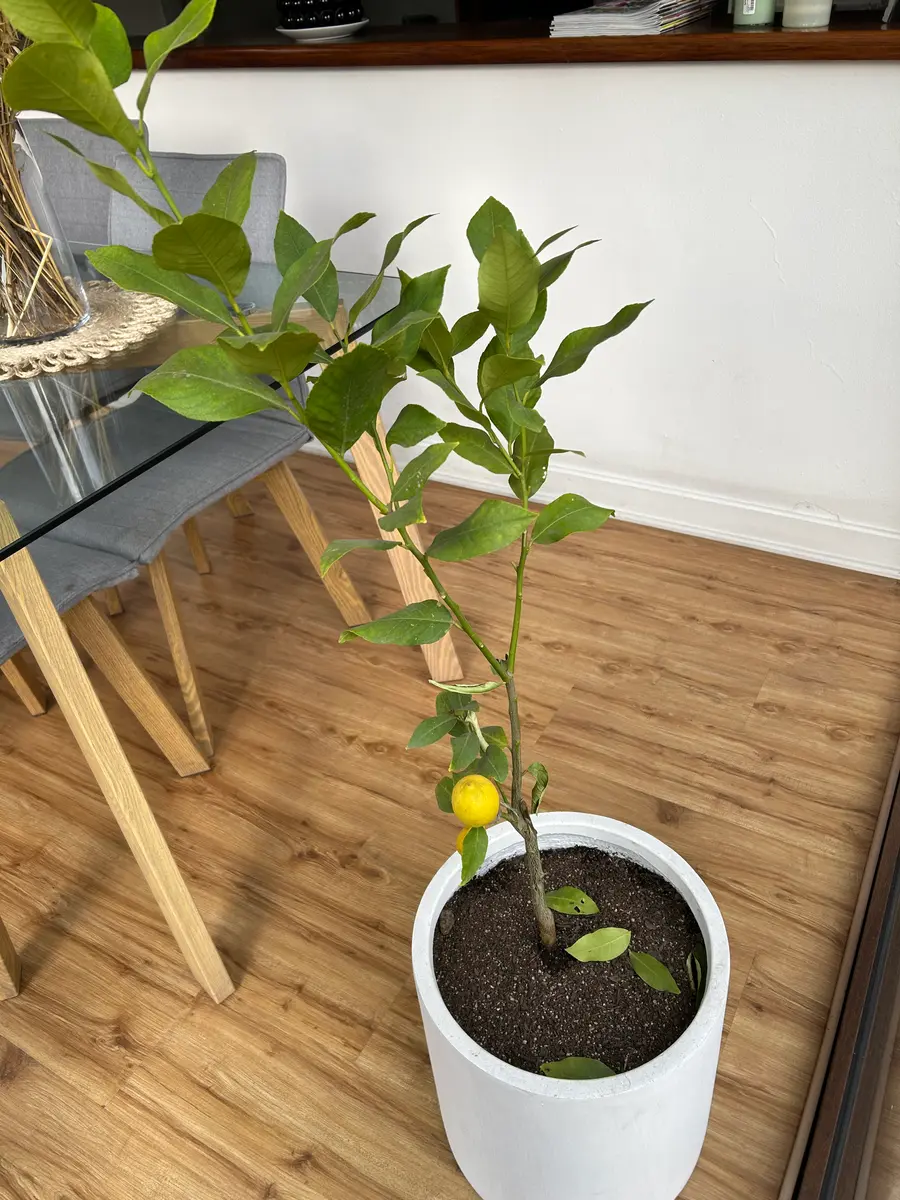 約1ヶ月前にレモンの木を買い、鉢に植え替えました。私はチリに｜園芸相談Q＆A｜みんなの趣味の園芸