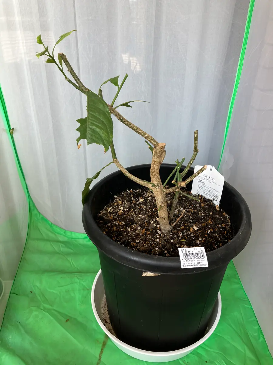 新作2024実生苗セットt⚠️4センチポット 【公式通販】