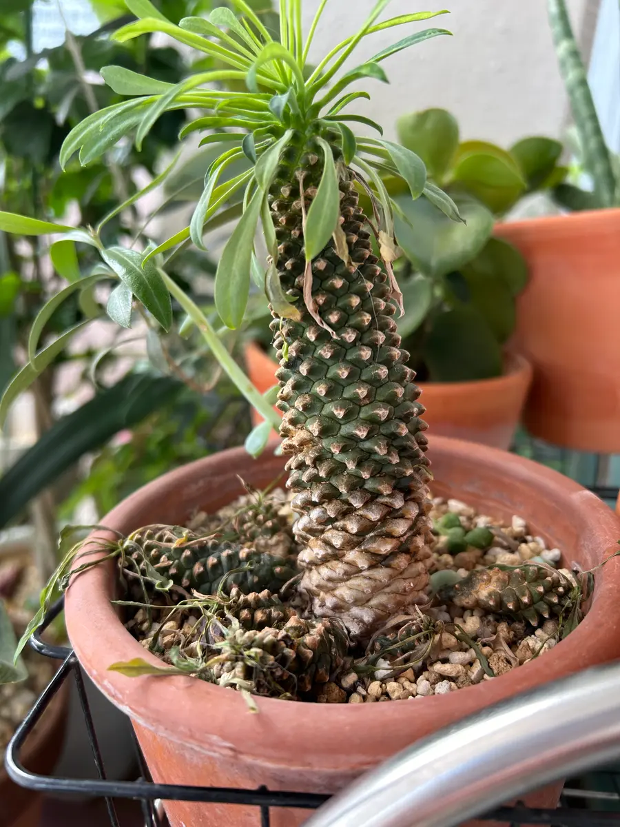 ソテツ 蘇鉄 観葉植物（大型） 【公式通販】