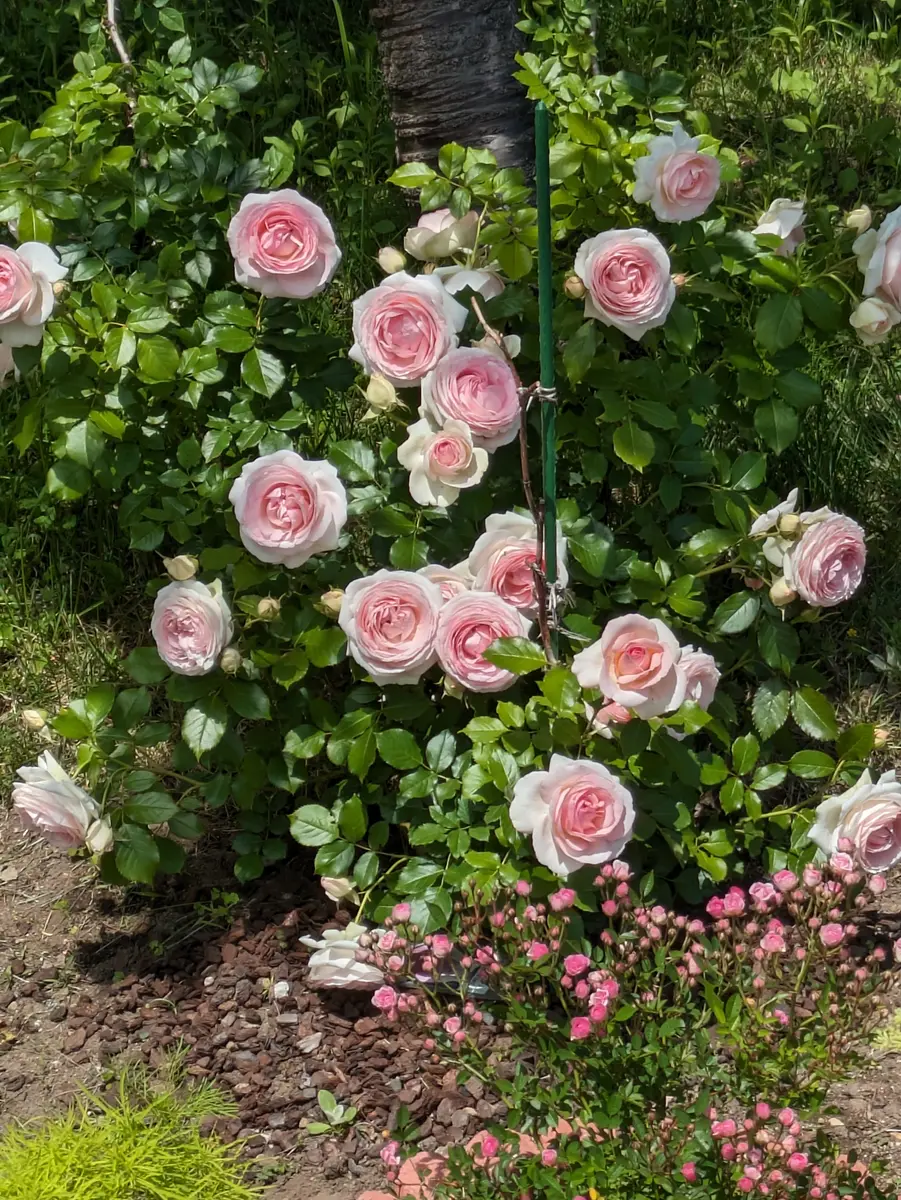 昨年つるバラのピエールドｩロンサールを購入し庭に植えました｜園芸
