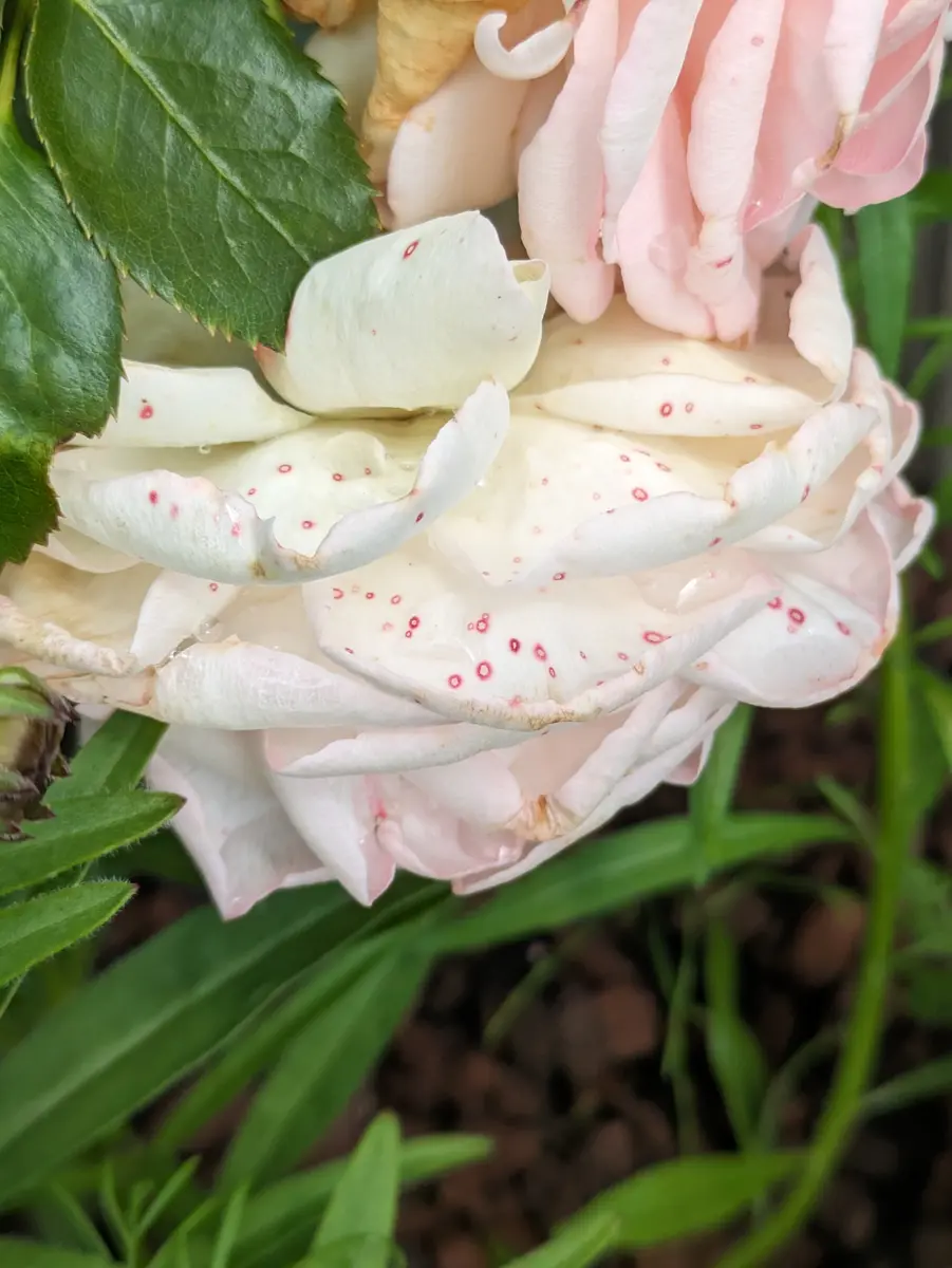 昨年つるバラのピエールドｩロンサールを購入し庭に植えました｜園芸